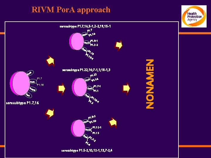 RIVM Por. A approach serosubtype P 1. 7, 16, 5 -1, 2 -2, 19,