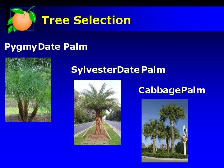 Tree Selection Pygmy Date Palm Sylvester. Date Palm Cabbage Palm 