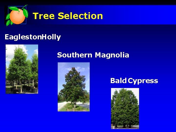 Tree Selection Eagleston. Holly Southern Magnolia Bald Cypress 