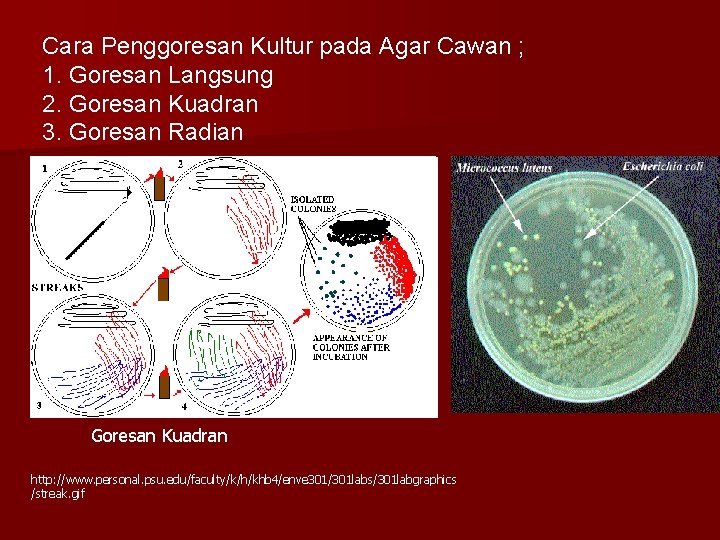 Cara Penggoresan Kultur pada Agar Cawan ; 1. Goresan Langsung 2. Goresan Kuadran 3.