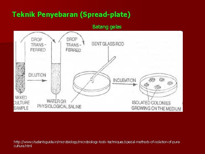 Teknik Penyebaran (Spread-plate) Batang gelas http: //www. studentsguide. in/microbiology-tools-techniques/special-methods-of-isolation-of-pureculture. html 