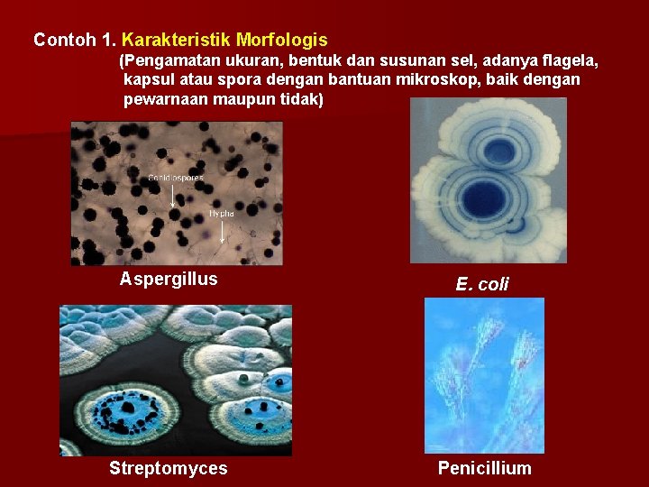 Contoh 1. Karakteristik Morfologis (Pengamatan ukuran, bentuk dan susunan sel, adanya flagela, kapsul atau