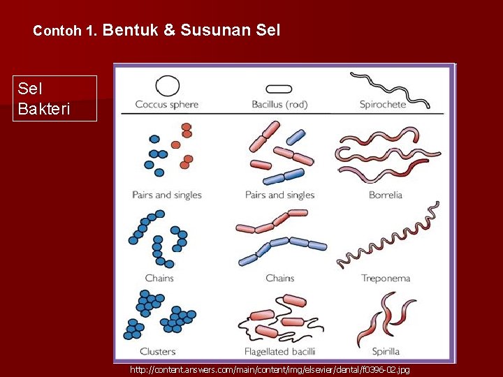 Contoh 1. Bentuk & Susunan Sel Bakteri http: //content. answers. com/main/content/img/elsevier/dental/f 0396 -02. jpg