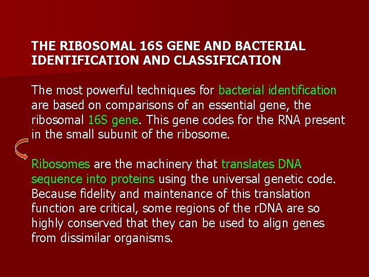 THE RIBOSOMAL 16 S GENE AND BACTERIAL IDENTIFICATION AND CLASSIFICATION The most powerful techniques