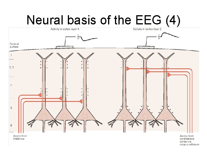 Neural basis of the EEG (4) 