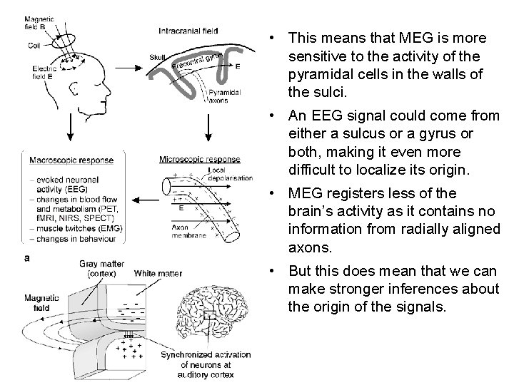  • This means that MEG is more sensitive to the activity of the
