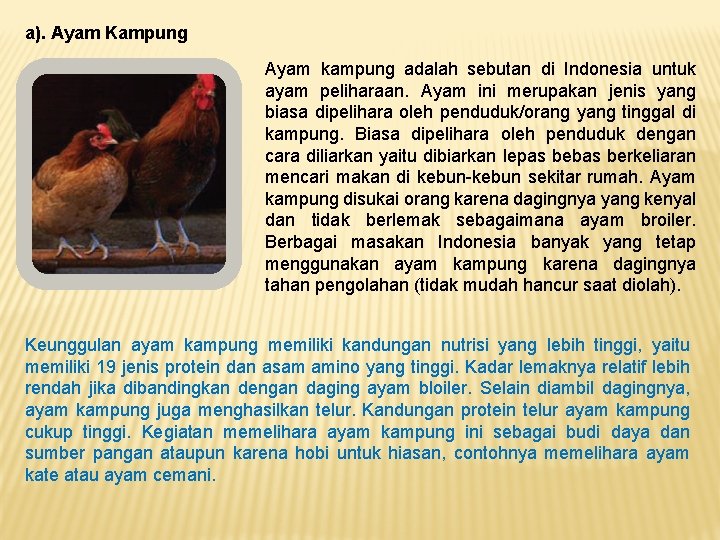 a). Ayam Kampung Ayam kampung adalah sebutan di Indonesia untuk ayam peliharaan. Ayam ini