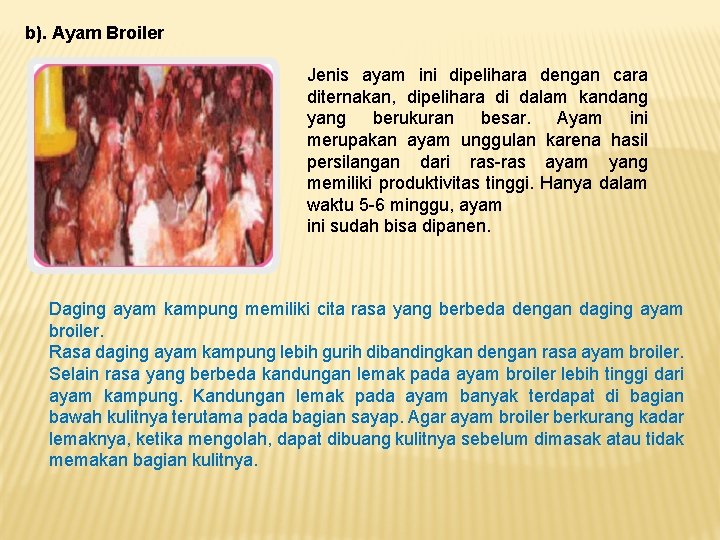 b). Ayam Broiler Jenis ayam ini dipelihara dengan cara diternakan, dipelihara di dalam kandang