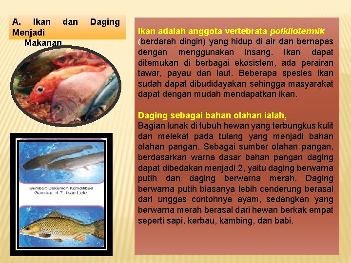 A. Ikan dan Menjadi Makanan Daging Ikan adalah anggota vertebrata poikilotermik (berdarah dingin) yang