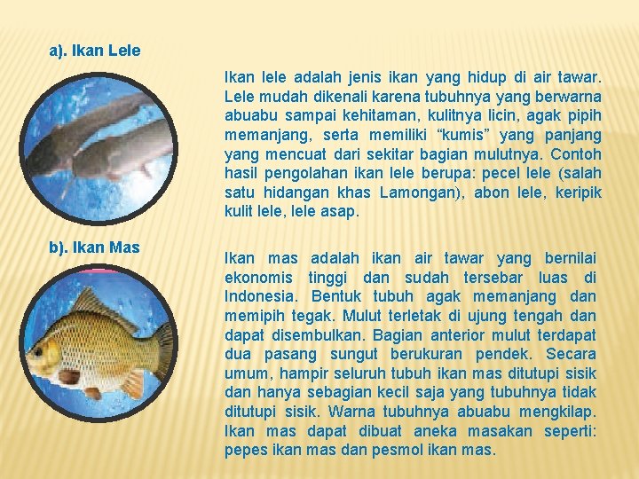 a). Ikan Lele Ikan lele adalah jenis ikan yang hidup di air tawar. Lele