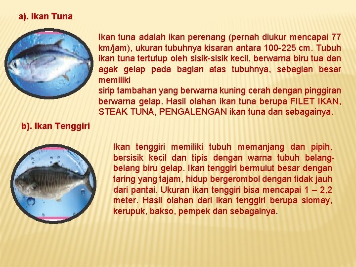 a). Ikan Tuna Ikan tuna adalah ikan perenang (pernah diukur mencapai 77 km/jam), ukuran