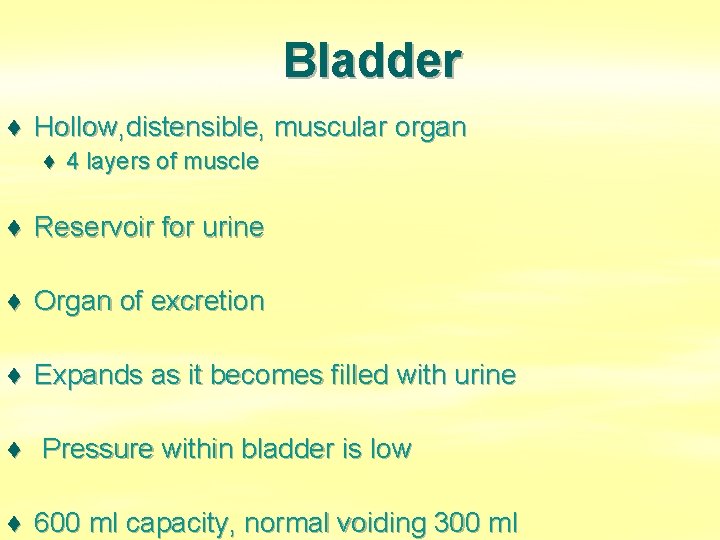 Bladder ♦ Hollow, distensible, muscular organ ♦ 4 layers of muscle ♦ Reservoir for