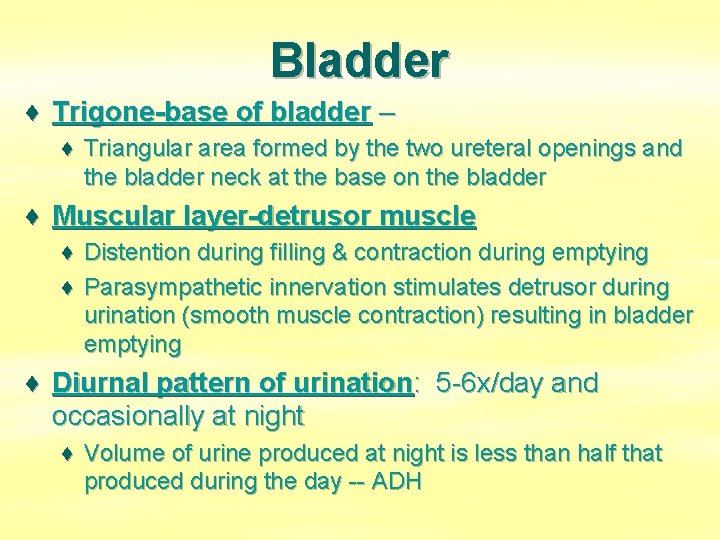 Bladder ♦ Trigone-base of bladder – ♦ Triangular area formed by the two ureteral