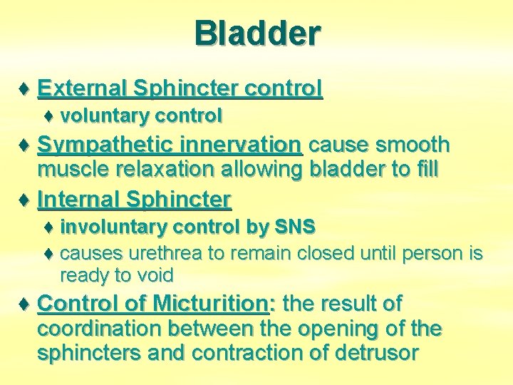 Bladder ♦ External Sphincter control ♦ voluntary control ♦ Sympathetic innervation cause smooth muscle
