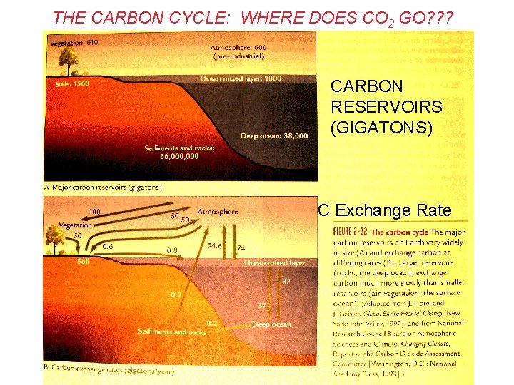 THE CARBON CYCLE: WHERE DOES CO 2 GO? ? ? CARBON RESERVOIRS (GIGATONS) C