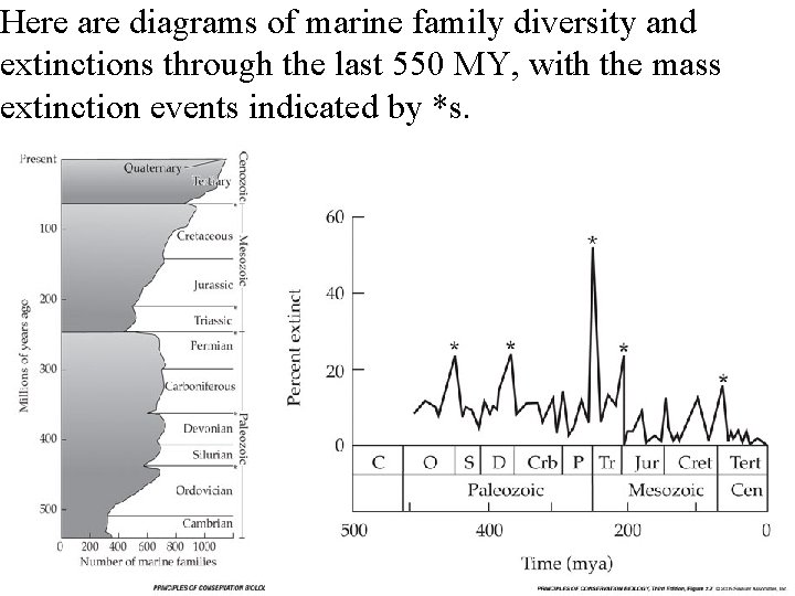 Here are diagrams of marine family diversity and extinctions through the last 550 MY,