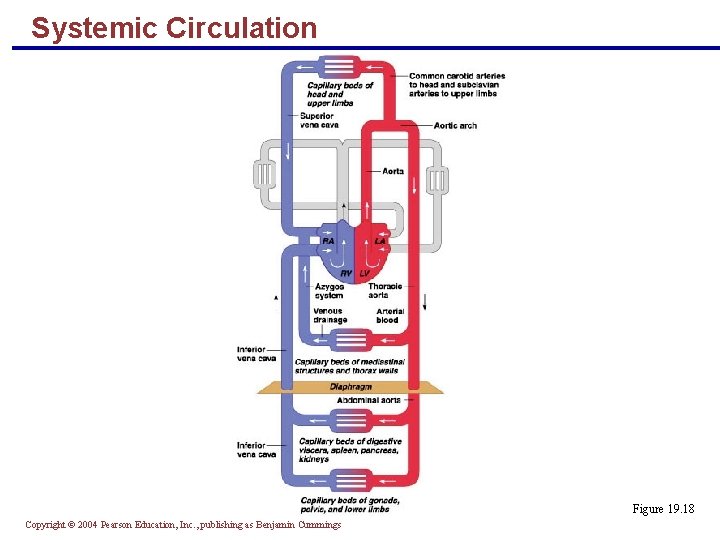 Systemic Circulation Figure 19. 18 Copyright © 2004 Pearson Education, Inc. , publishing as