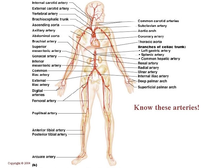 Know these arteries! Copyright © 2004 Pearson Education, Inc. , publishing as Benjamin Cummings