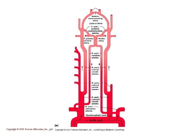 Copyright © 2004 Pearson Education, Inc. , publishing as Benjamin Cummings 