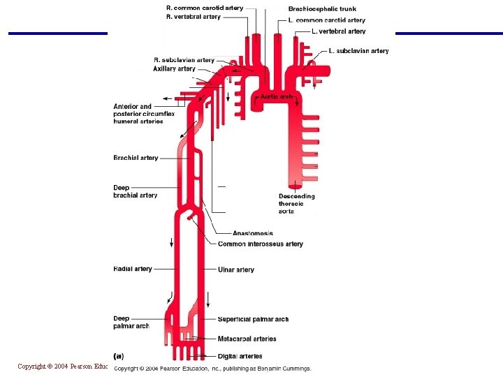 Copyright © 2004 Pearson Education, Inc. , publishing as Benjamin Cummings 