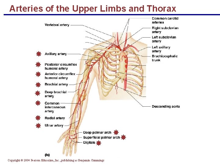 Arteries of the Upper Limbs and Thorax Copyright © 2004 Pearson Education, Inc. ,