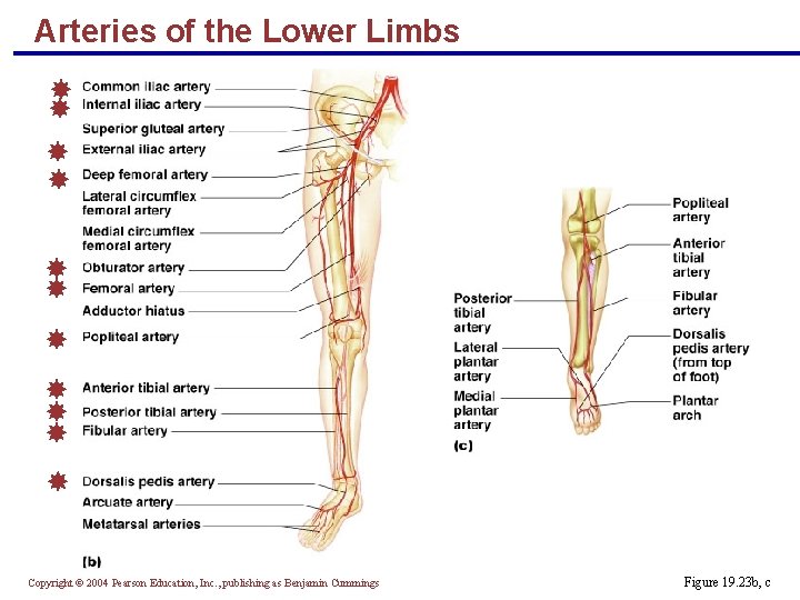 Arteries of the Lower Limbs Copyright © 2004 Pearson Education, Inc. , publishing as