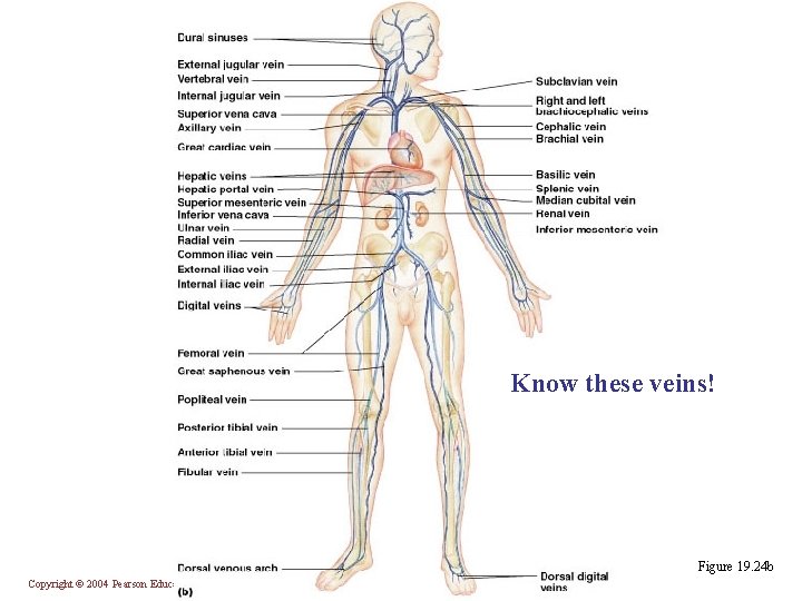 Know these veins! Figure 19. 24 b Copyright © 2004 Pearson Education, Inc. ,