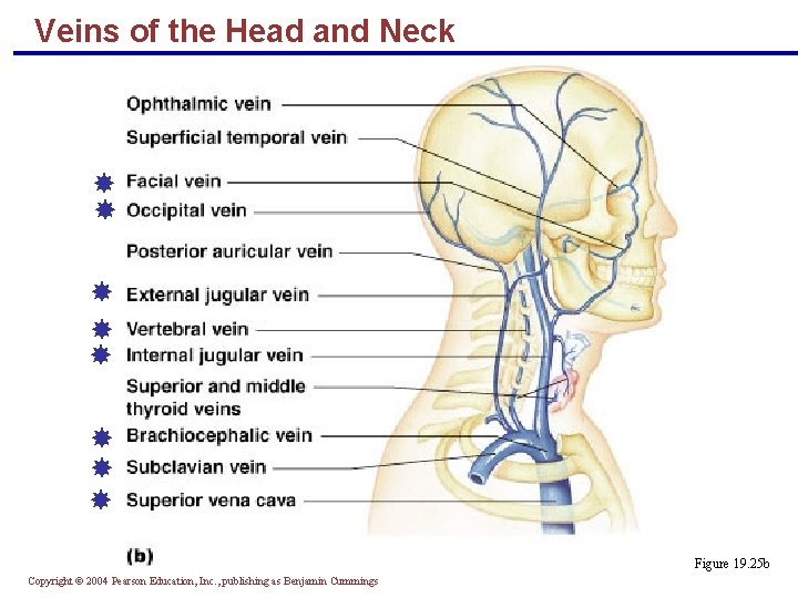 Veins of the Head and Neck Figure 19. 25 b Copyright © 2004 Pearson