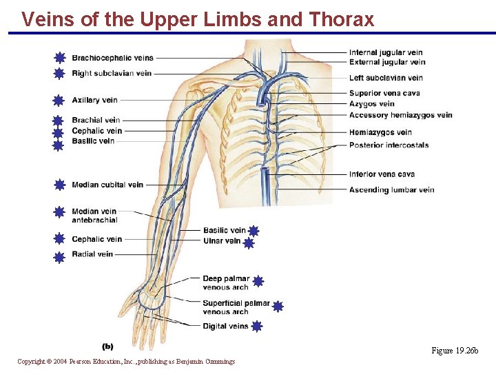 Veins of the Upper Limbs and Thorax Figure 19. 26 b Copyright © 2004