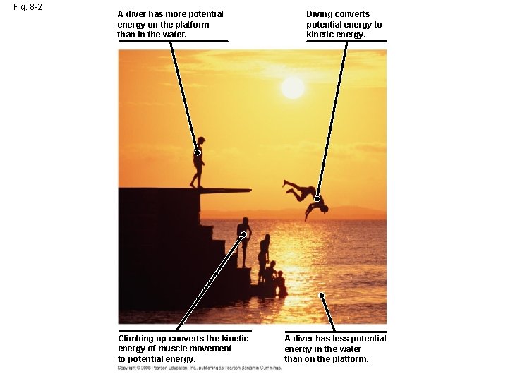 Fig. 8 -2 A diver has more potential energy on the platform than in