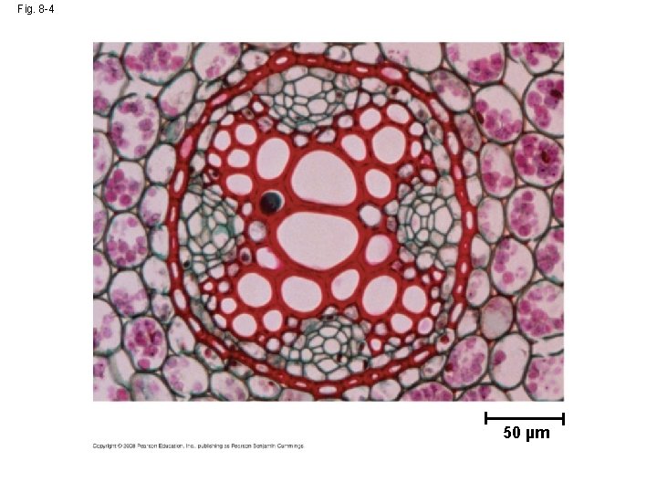 Fig. 8 -4 50 µm 