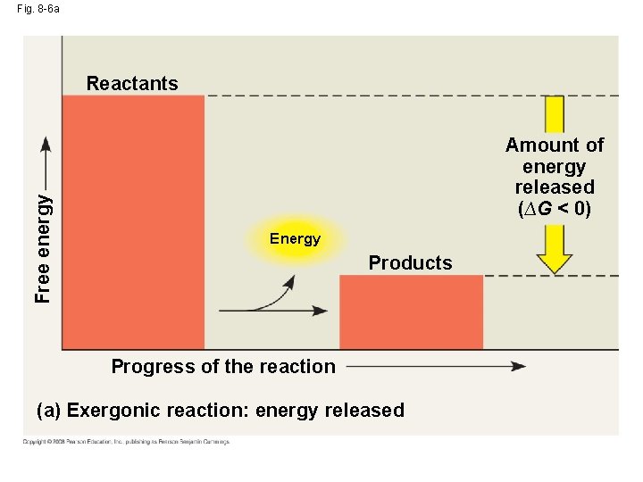 Fig. 8 -6 a Free energy Reactants Amount of energy released (∆G < 0)