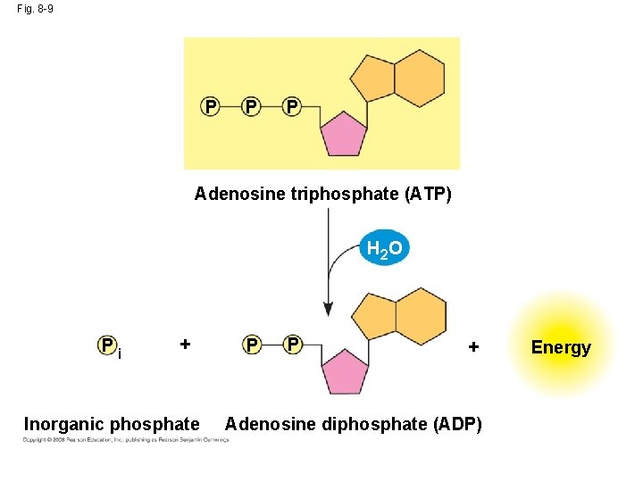 Fig. 8 -9 P P P Adenosine triphosphate (ATP) H 2 O Pi +