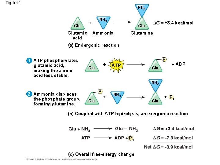 Fig. 8 -10 NH 2 Glutamic acid NH 3 + ∆G = +3. 4