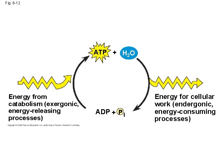 Fig. 8 -12 ATP + H 2 O Energy from catabolism (exergonic, energy-releasing processes)