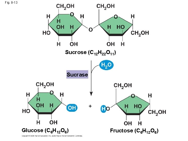 Fig. 8 -13 Sucrose (C 12 H 22 O 11) Sucrase Glucose (C 6