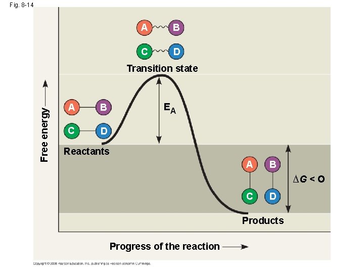 Fig. 8 -14 A B C D Free energy Transition state A B C