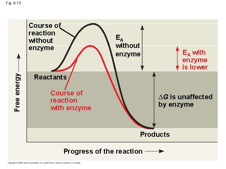 Fig. 8 -15 Free energy Course of reaction without enzyme EA with enzyme is