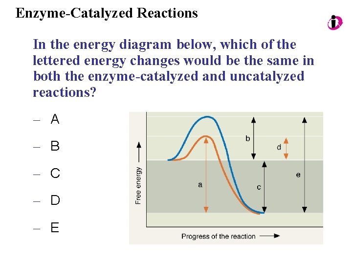 Enzyme-Catalyzed Reactions In the energy diagram below, which of the lettered energy changes would