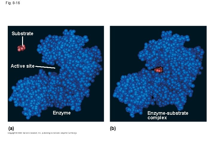 Fig. 8 -16 Substrate Active site Enzyme (a) Enzyme-substrate complex (b) 