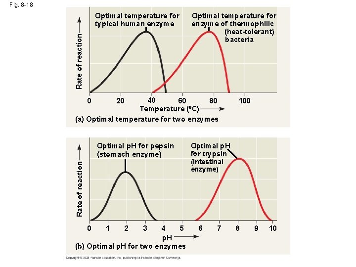 Fig. 8 -18 Rate of reaction Optimal temperature for typical human enzyme Optimal temperature