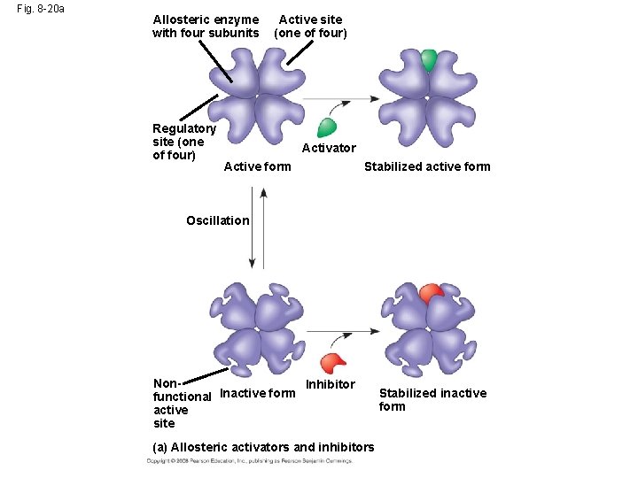 Fig. 8 -20 a Allosteric enzyme with four subunits Regulatory site (one of four)