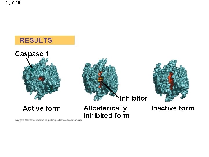 Fig. 8 -21 b RESULTS Caspase 1 Active form Inhibitor Allosterically Inactive form inhibited