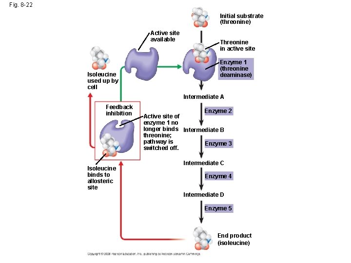 Fig. 8 -22 Initial substrate (threonine) Active site available Isoleucine used up by cell