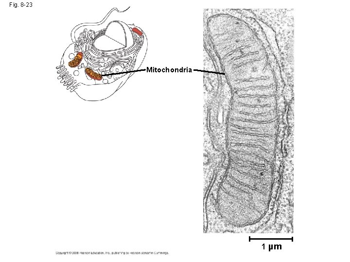 Fig. 8 -23 Mitochondria 1 µm 