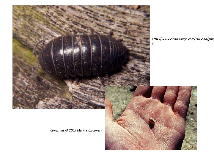 http: //www. cirrusimage. com/Isopoda/pillb g Copyright © 2005 Marine Discovery 