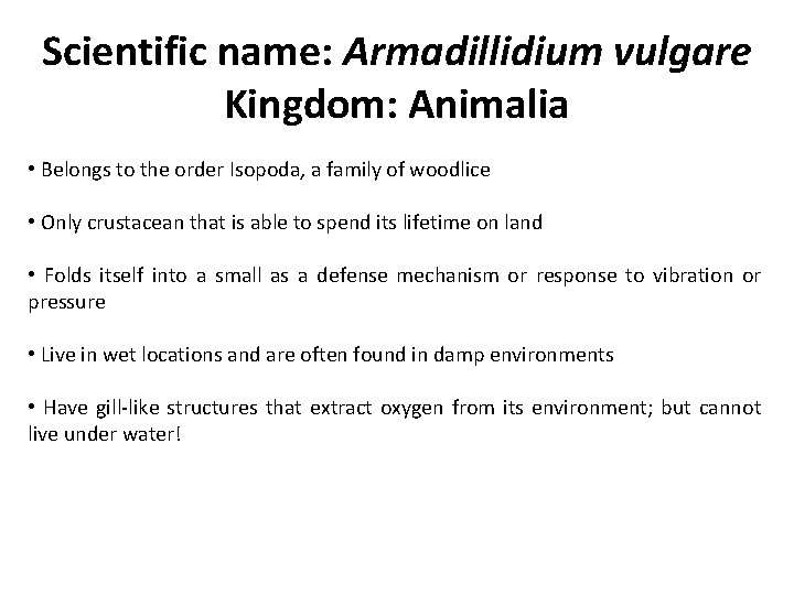 Scientific name: Armadillidium vulgare Kingdom: Animalia • Belongs to the order Isopoda, a family