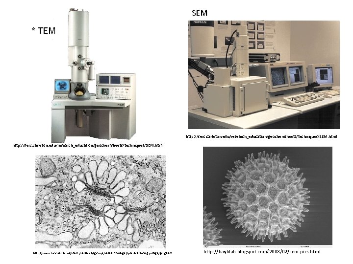 SEM http: //serc. carleton. edu/research_education/geochemsheets/techniques/SEM. html http: //www. brookes. ac. uk/lifesci/research/groups/researchimages/plantcellbiologyimage/golgitem http: //bayblab. blogspot.