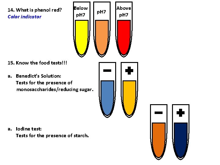 14. What is phenol red? Color indicator Below p. H 7 15. Know the