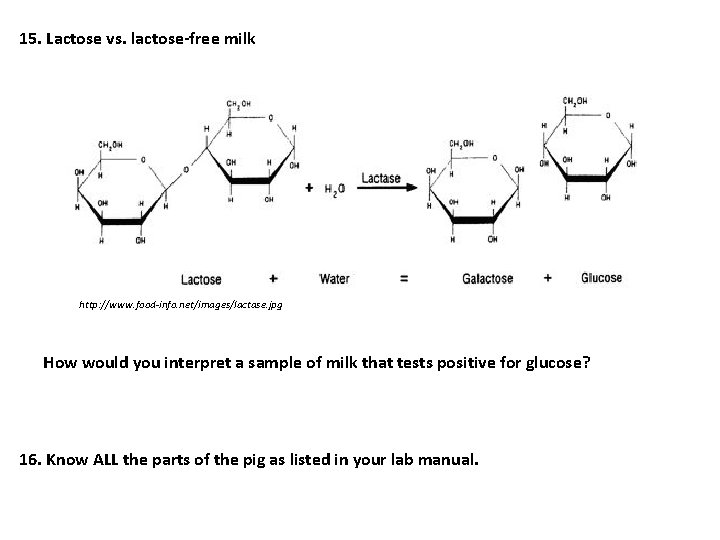 15. Lactose vs. lactose-free milk http: //www. food-info. net/images/lactase. jpg How would you interpret